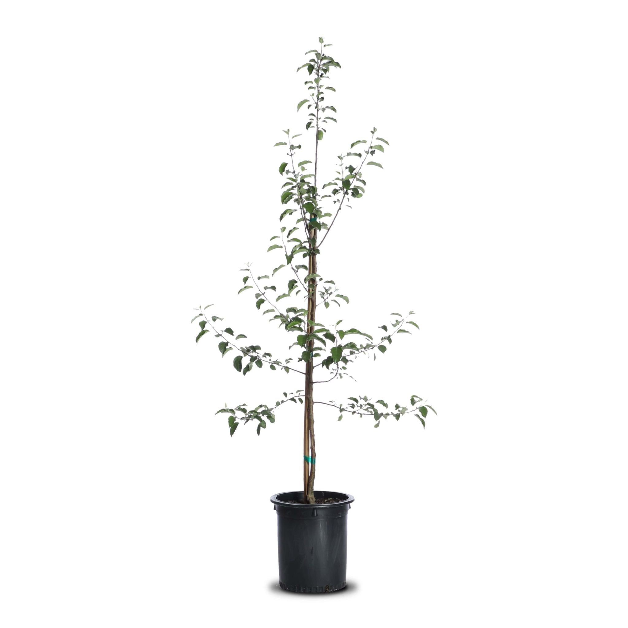 Fuji Apple Landscape Plant Source Landscape Plant Source